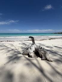 A scenic view of a beach with a piece of driftwood in the foreground, showcasing the tranquil turquoise waters and clear blue sky.