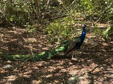 A vibrant peacock stands gracefully amidst the foliage, showcasing its stunning plumage in a natural setting.