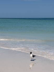 A solitary seagull stands on the sandy beach, reflecting in the calm waters — a serene moment in nature by the shore.