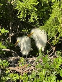 A pair of elegant egrets nestled among lush greenery, showcasing the beauty of wildlife in their natural habitat.
