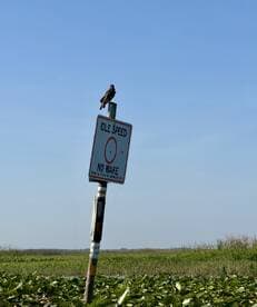 A bird perches on a 'No Wake' sign in a serene waterway, highlighting the tranquility of the natural environment.