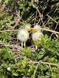 Two fluffy egret chicks interact in their nest, showcasing the beauty of wildlife and the nurturing environment of their habitat.