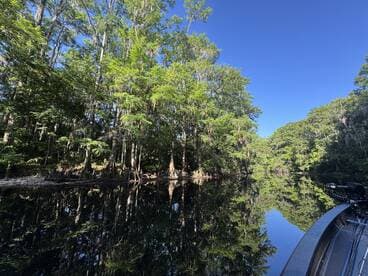 A serene view of cypress trees reflected in calm waters, showcasing the beauty of nature on a peaceful boating trip.