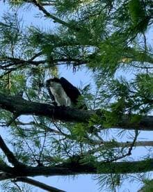 An osprey perched on a branch, showcasing the beauty of wildlife in its natural habitat. Perfect for birdwatching enthusiasts and nature lovers.