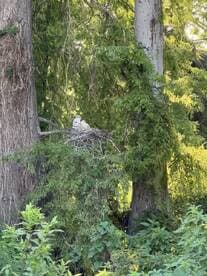 A serene scene of young birds nestled in their nest among lush greenery, showcasing the beauty of wildlife in a natural habitat.