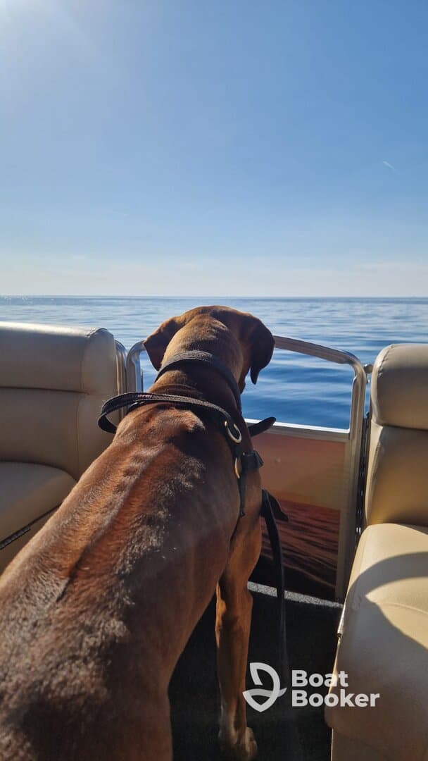 A dog enjoys the view from a boat, gazing out at the calm ocean under a clear blue sky — a perfect day for pet-friendly boating adventures.