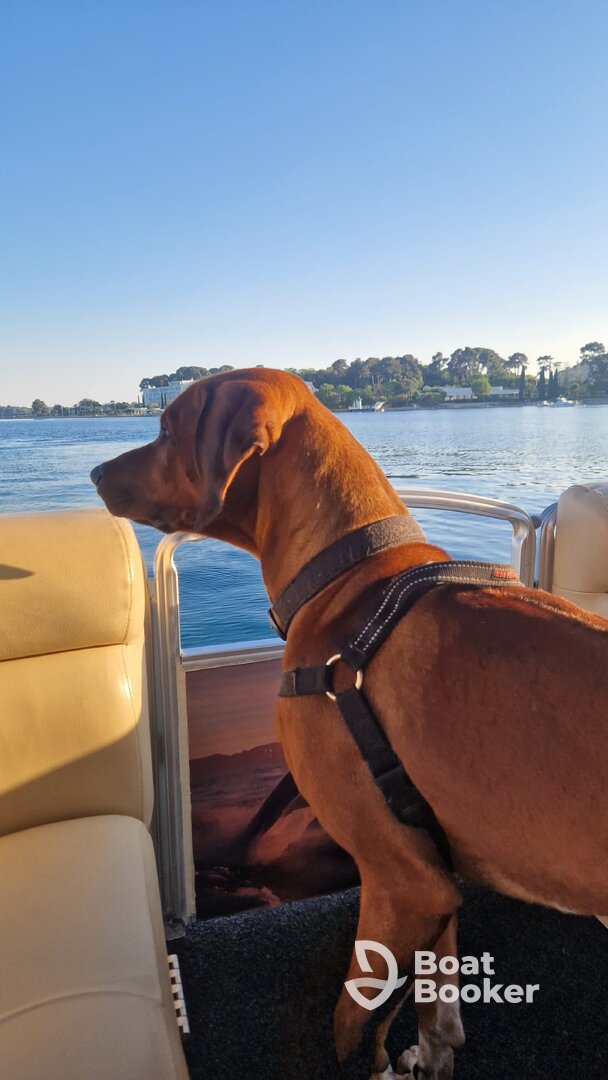 Dolfijnen spotten met gezin en onze 2 honden