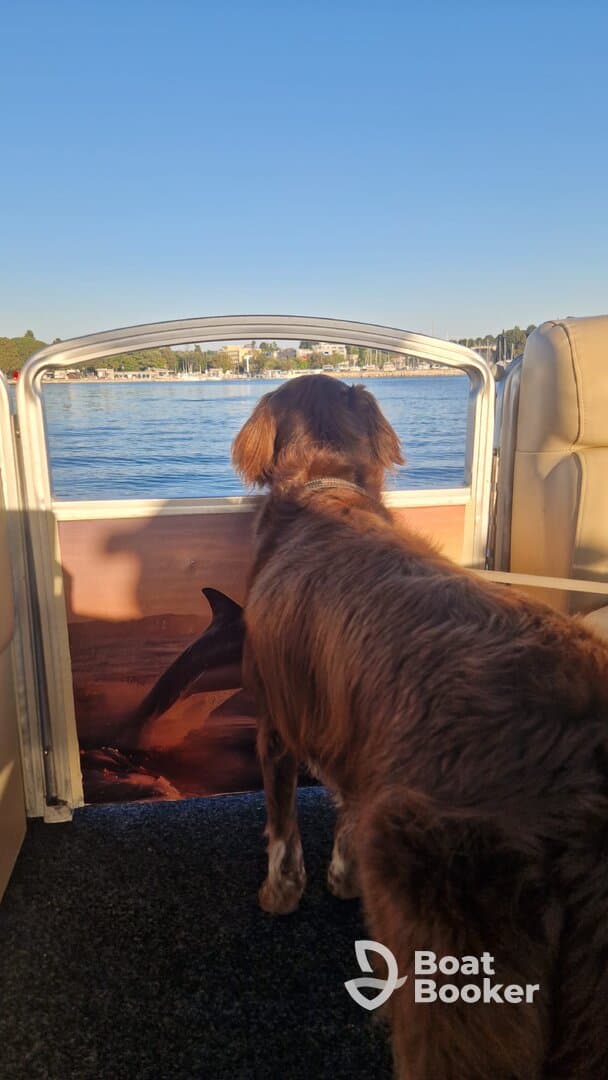 A dog enjoys the scenic view from a boat, gazing out at the water — a perfect companion for a day on the lake.