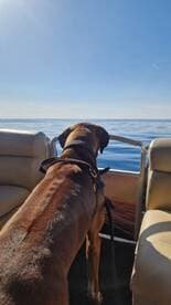 A dog enjoys the view from a boat, gazing out at the calm ocean under a clear blue sky — a perfect day for pet-friendly boating adventures.