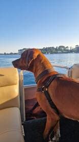 A dog enjoys the view from a boat, showcasing the joy of bringing pets along for a day on the water.