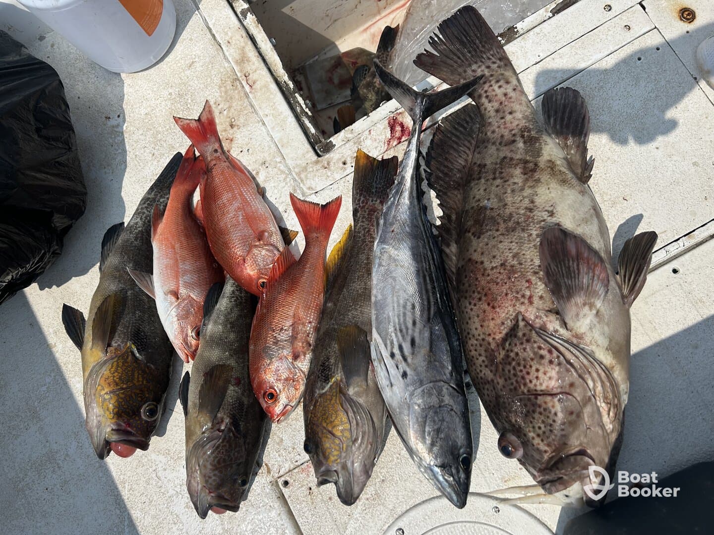 A successful fishing trip showcased by a variety of freshly caught fish laid out on the deck, perfect for seafood lovers and fishing enthusiasts.