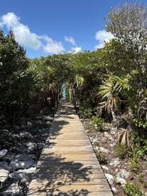 A serene wooden pathway leads through lush greenery towards a tranquil water view, perfect for nature walks and exploration.
