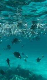 A vibrant underwater scene showcasing a variety of fish swimming in crystal-clear waters, perfect for snorkeling enthusiasts and marine life lovers.
