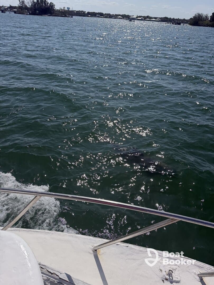 A glimpse of dolphins swimming in the shimmering waters, showcasing the beauty of marine wildlife during a boating adventure.