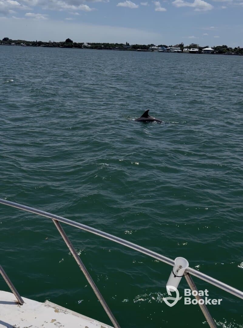 A dolphin swims gracefully near the boat, showcasing the beauty of marine wildlife during a boating adventure.