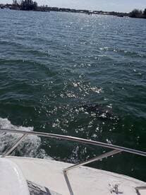 A glimpse of dolphins swimming in the shimmering waters, showcasing the beauty of marine wildlife during a boating adventure.