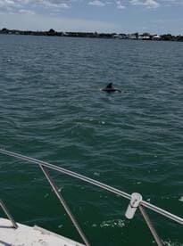 A dolphin swims gracefully near the boat, showcasing the beauty of marine wildlife during a boating adventure.