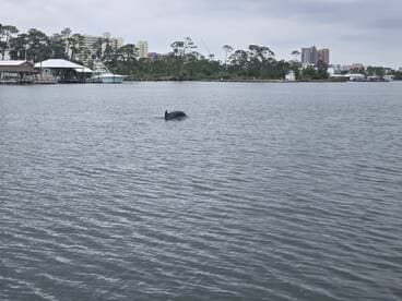A dolphin gracefully swims in calm waters, showcasing the beauty of marine wildlife in a serene coastal setting.