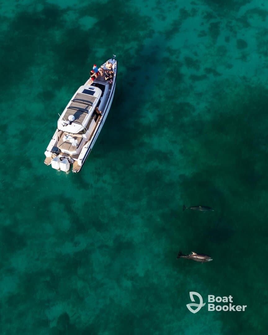 Aerial view of a boat with guests enjoying the sight of dolphins swimming nearby in crystal-clear waters — a perfect wildlife encounter on the water.