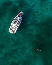 Aerial view of a boat with guests enjoying the sight of dolphins swimming nearby in crystal-clear waters — a perfect wildlife encounter on the water.