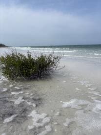 A serene view of a beach with gentle waves lapping at the shore, featuring a small bush in the foreground — a peaceful coastal scene.