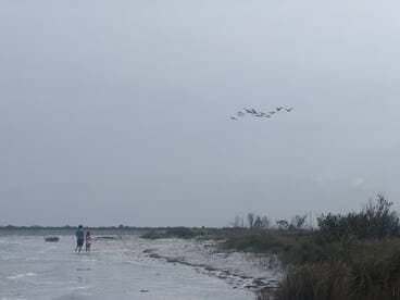 A family strolls along the beach as a flock of birds flies overhead, capturing a serene moment in nature.