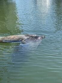 Two manatees swim gracefully in calm waters, showcasing the beauty of wildlife encounters in their natural habitat.