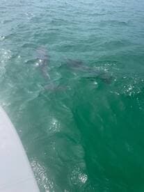A captivating view of sharks swimming beneath the surface of clear turquoise waters, showcasing the beauty of marine wildlife.