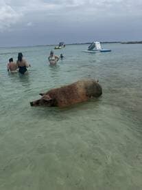 A pig enjoys a swim in shallow waters alongside beachgoers, showcasing a unique wildlife experience in the Bahamas.