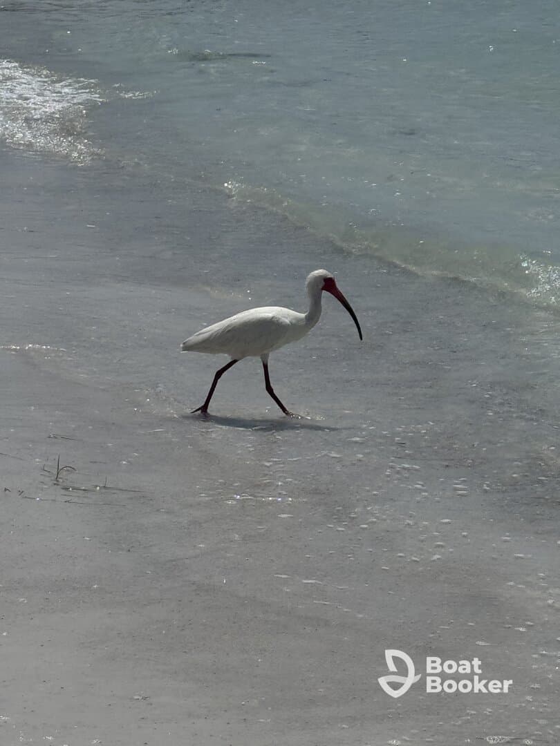 A solitary ibis walks along the shoreline, showcasing the beauty of wildlife in coastal environments.