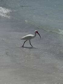 A solitary ibis walks along the shoreline, showcasing the beauty of wildlife in coastal environments.