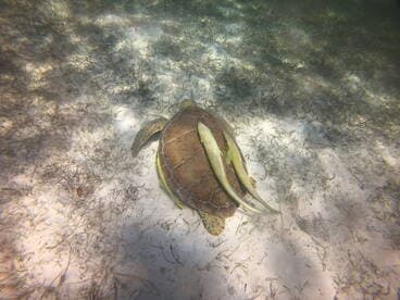 A serene underwater scene featuring a turtle gliding over the sandy ocean floor, showcasing the beauty of marine wildlife in its natural habitat.