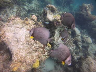 A vibrant underwater scene showcasing a school of fish swimming near coral formations, perfect for marine life enthusiasts and snorkeling adventures.