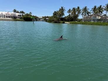 A dolphin gracefully swims in the clear waters, showcasing the beauty of marine wildlife in a tropical setting.