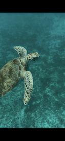 A stunning close-up of a sea turtle gracefully swimming through clear waters, showcasing the beauty of marine wildlife.