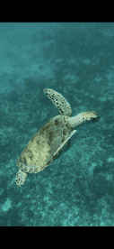 A graceful sea turtle glides through the clear waters, showcasing the beauty of marine wildlife in its natural habitat.