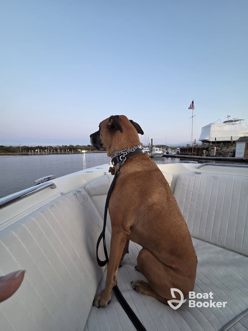 A dog sits attentively on the deck of a boat, enjoying the view of the marina — a perfect companion for a day on the water.