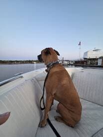 A dog sits attentively on the deck of a boat, enjoying the view of the marina — a perfect companion for a day on the water.