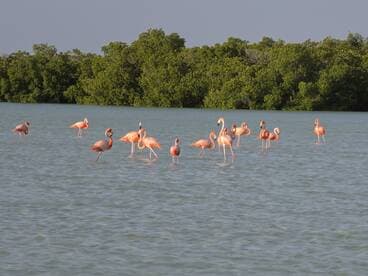 A stunning group of flamingos wading in shallow waters, surrounded by lush mangroves — a beautiful wildlife sighting in their natural habitat.