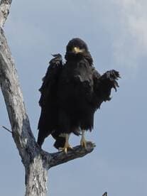 A majestic eagle perches on a branch, showcasing its impressive wings and striking features — a captivating moment in wildlife observation.