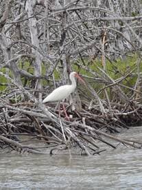 A beautiful white ibis stands among mangrove branches, showcasing the serene wildlife of coastal ecosystems.