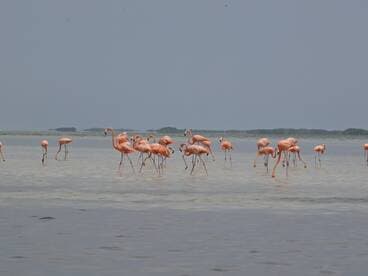 A stunning group of flamingos wades through shallow waters, showcasing their vibrant pink feathers in a serene natural habitat.