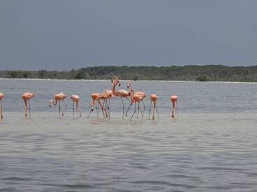 A stunning group of flamingos wading in shallow waters, showcasing their vibrant pink plumage — a beautiful wildlife sighting in their natural habitat.