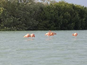 A serene scene featuring a group of flamingos standing in shallow water near mangroves, showcasing the beauty of wildlife in their natural habitat.