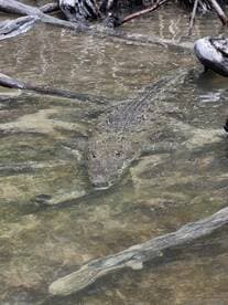 A close-up shot of a crocodile swimming in shallow waters, showcasing the beauty of wildlife in its natural habitat.
