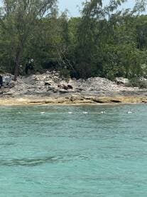 A group of pigs forages along the shoreline, showcasing a unique wildlife experience in the Bahamas. Ideal for animal lovers and adventure seekers.