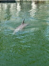 A dolphin gracefully swims through clear waters, showcasing the beauty of marine wildlife in its natural habitat.