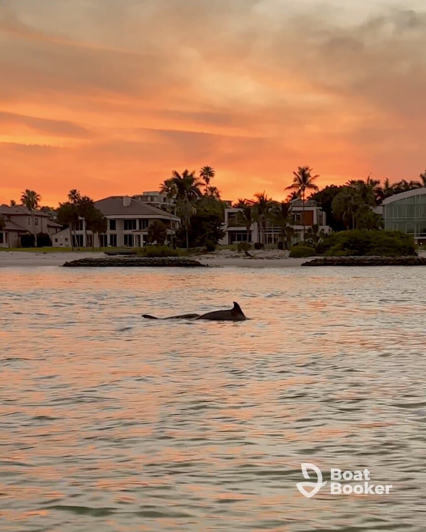 A dolphin swims gracefully in the shimmering waters at sunset, framed by a picturesque coastal backdrop — a serene moment in nature.
