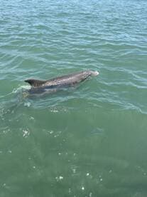A dolphin gracefully swims through the clear waters, showcasing the beauty of marine wildlife in its natural habitat.