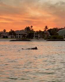 A dolphin swims gracefully in the shimmering waters at sunset, framed by a picturesque coastal backdrop — a serene moment in nature.